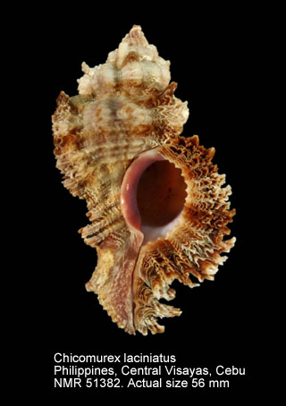 Chicomurex laciniatus.jpg - Chicomurex laciniatus(G.B.Sowerby,1841)
